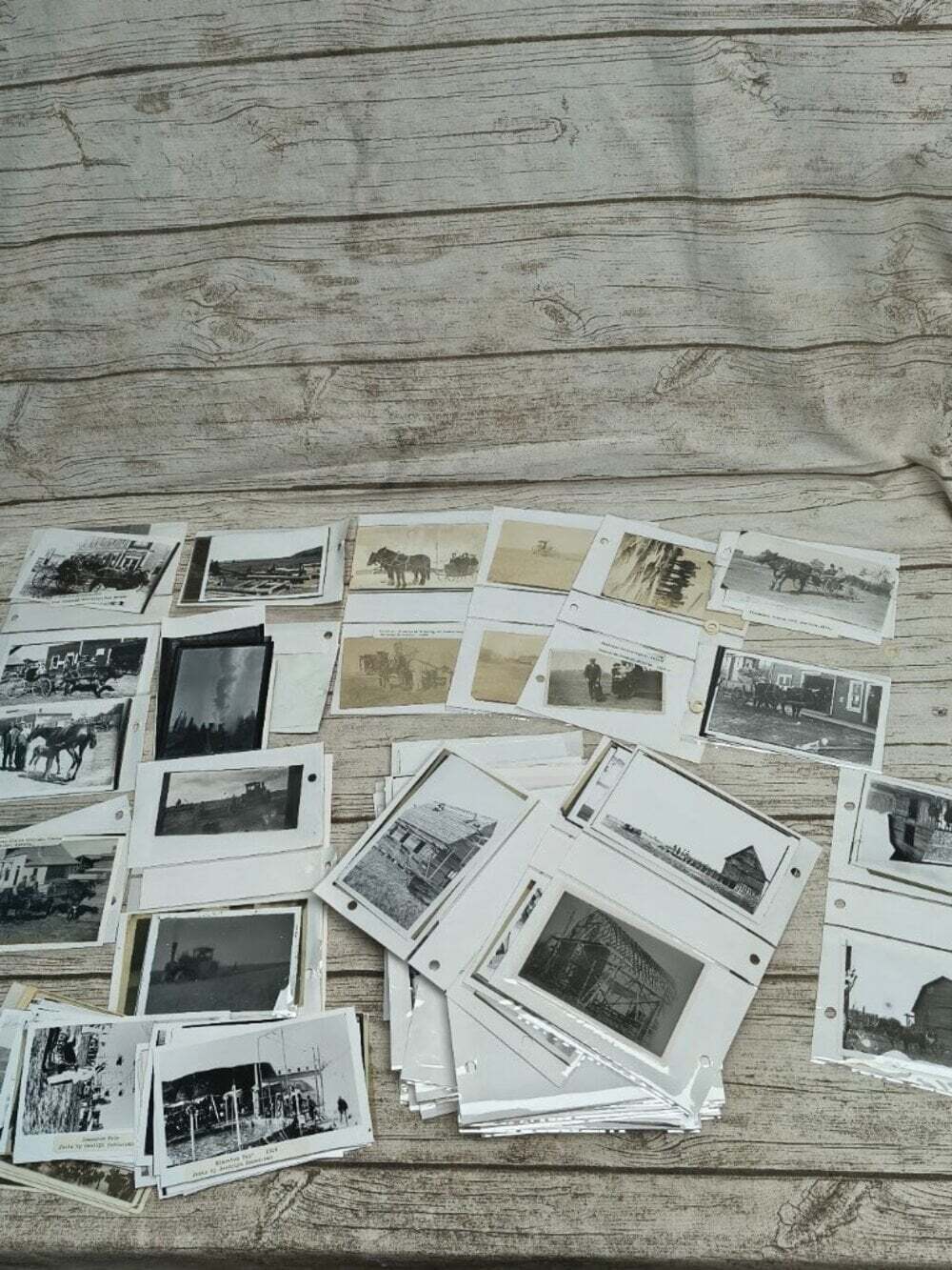 Early 20th Century Alberta Canada Randolph Rasmussen Photo and Ephemera Archive